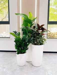 海曙盆景租摆公司，为您打造独具魅力的室内绿植景观